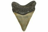 Serrated, Fossil Megalodon Tooth - North Carolina #338543-1